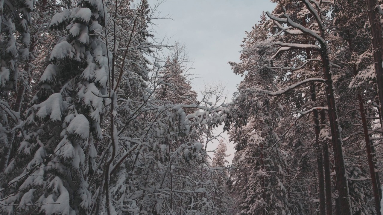 冬天被雪覆盖的地面和森林视频素材