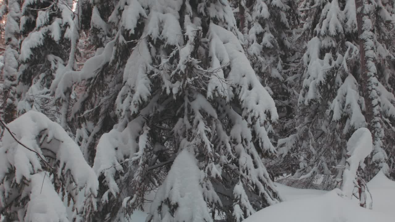 冬天被雪覆盖的地面和森林视频素材