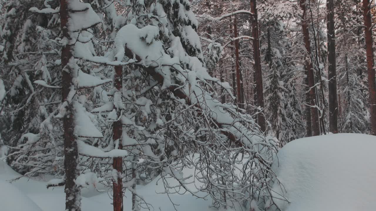 冬天被雪覆盖的地面和森林视频素材