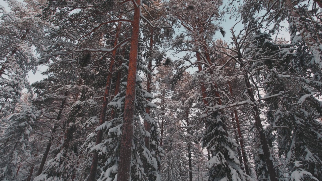 冬天被雪覆盖的地面和森林视频素材