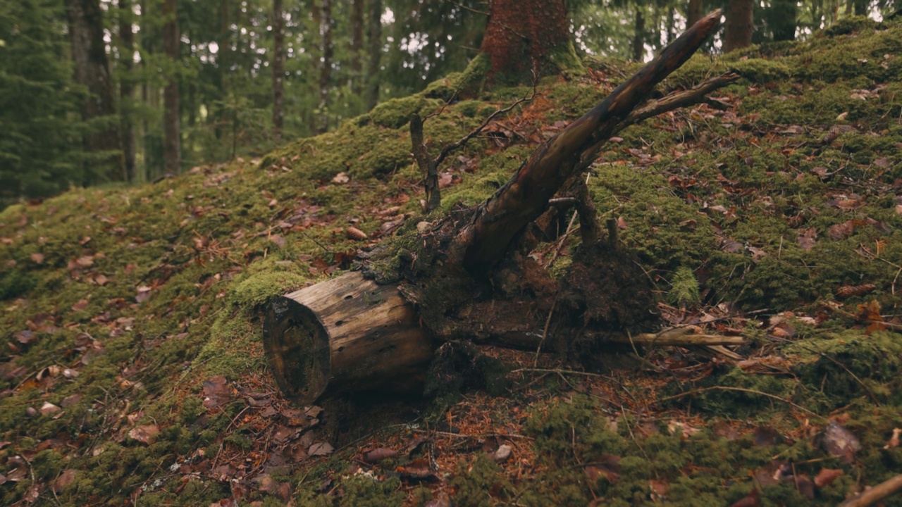 秋天森林的宁静景色，树干倒下视频素材