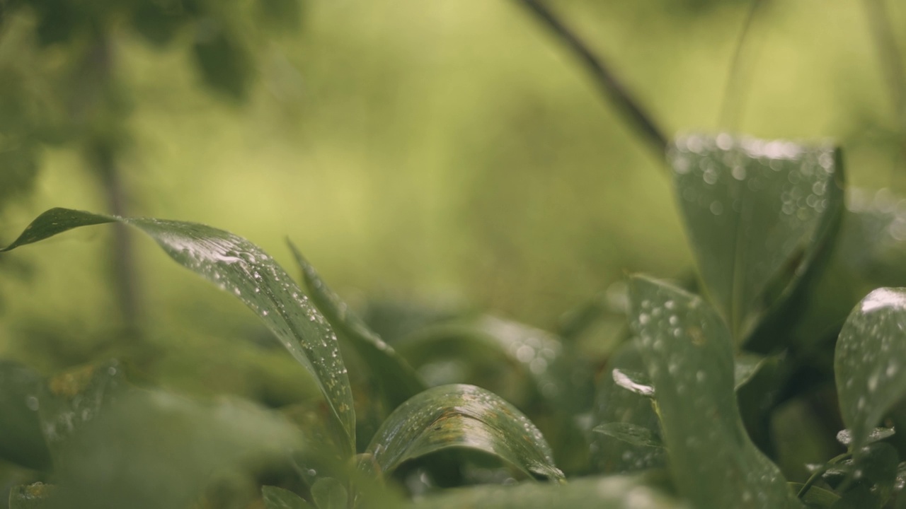 雨中绿草的特写视频购买