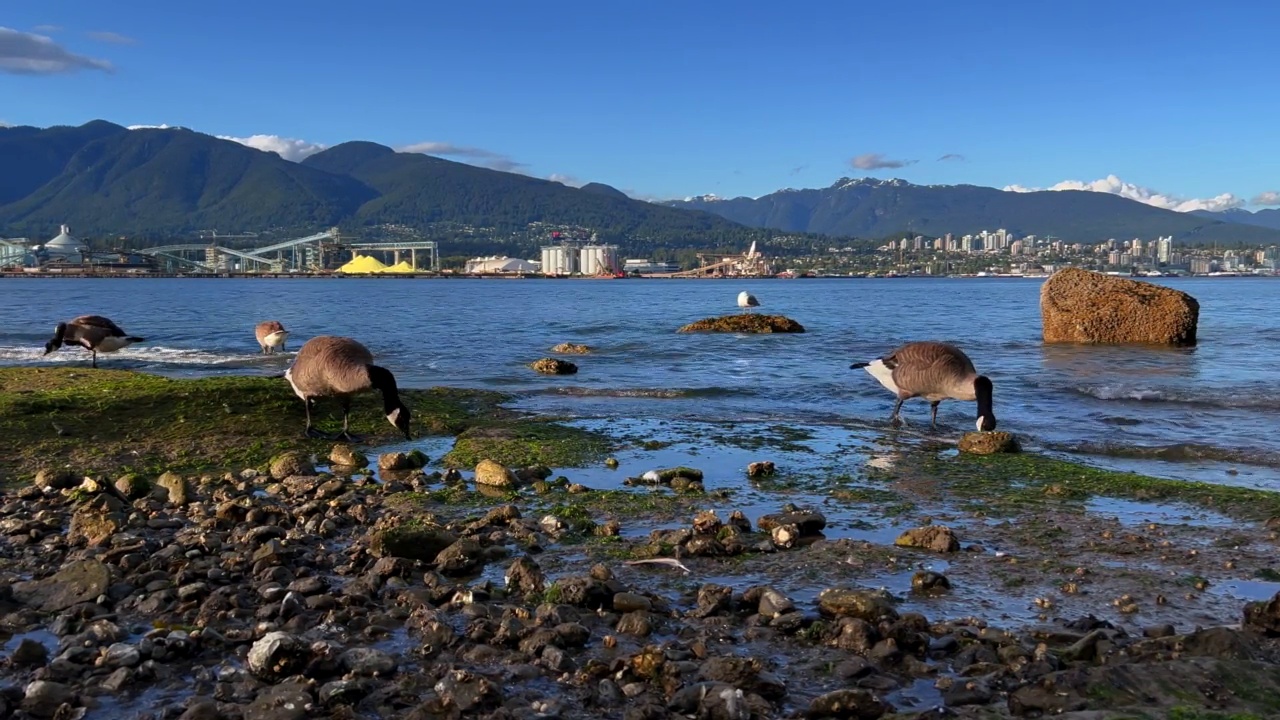 加拿大鹅(branta canadensis)在斯坦利公园，温哥华，BC，加拿大视频素材