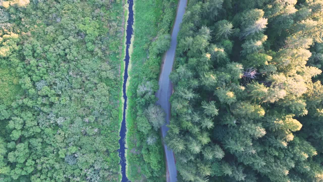 鸟瞰被茂密的绿色树木包围的道路，在温哥华岛，BC，加拿大视频素材