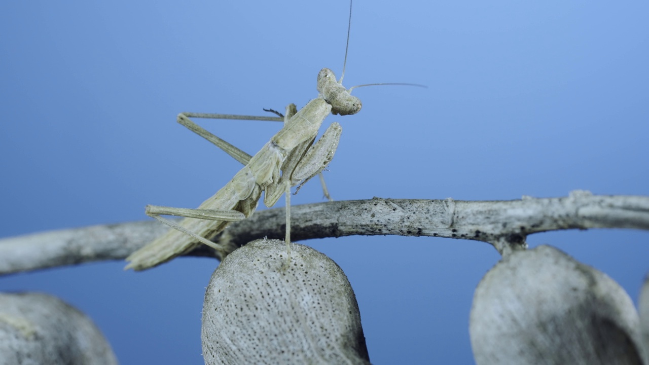 近距离的小螳螂坐在一个干燥的灌木树枝和清洗蓝天背景。克里米亚螳螂(Ameles heldreichi)。微距镜头视频素材