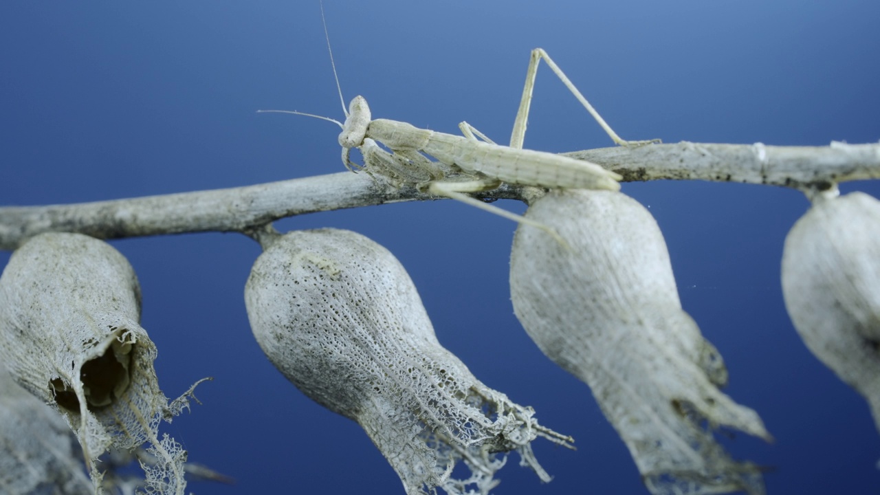 小螳螂坐在一根干燥的灌木树枝上，在蓝天的背景下洗。克里米亚螳螂(Ameles heldreichi)雌性。微距镜头视频素材