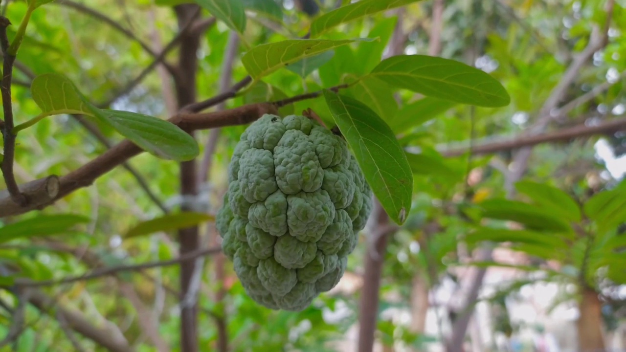 甜苹果或糖果水果。视频素材