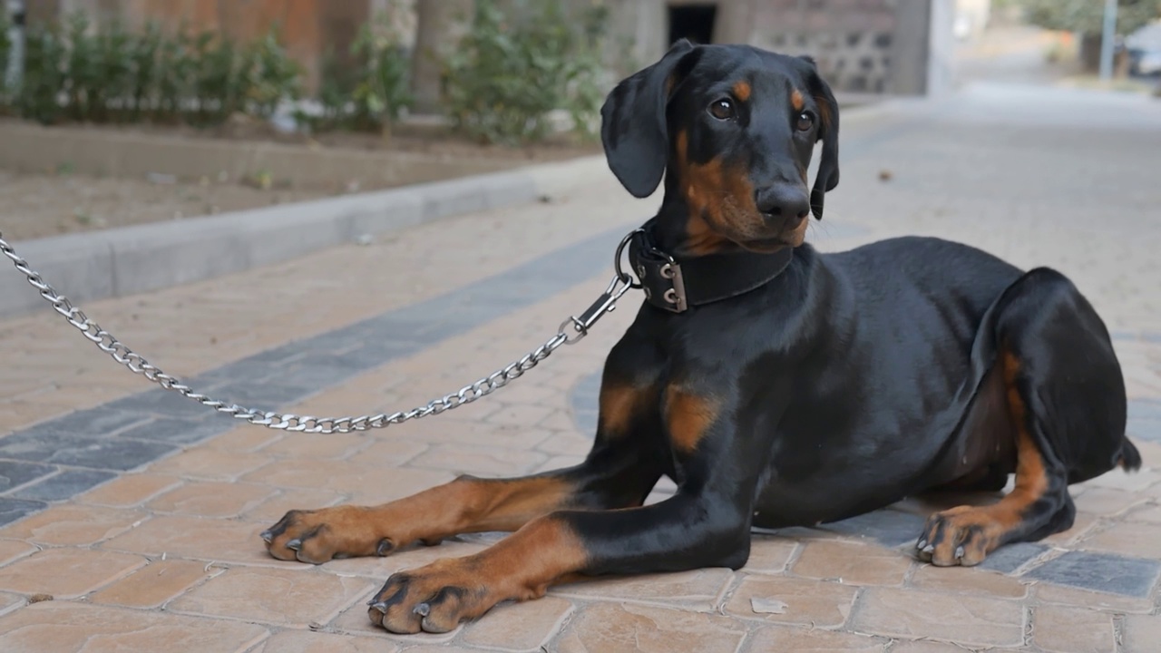 特写:和主人一起散步的杜宾犬乖乖地听从主人的命令，躺在人行道上看着主人。可爱的黑色杜宾犬被金属皮带牵着视频素材