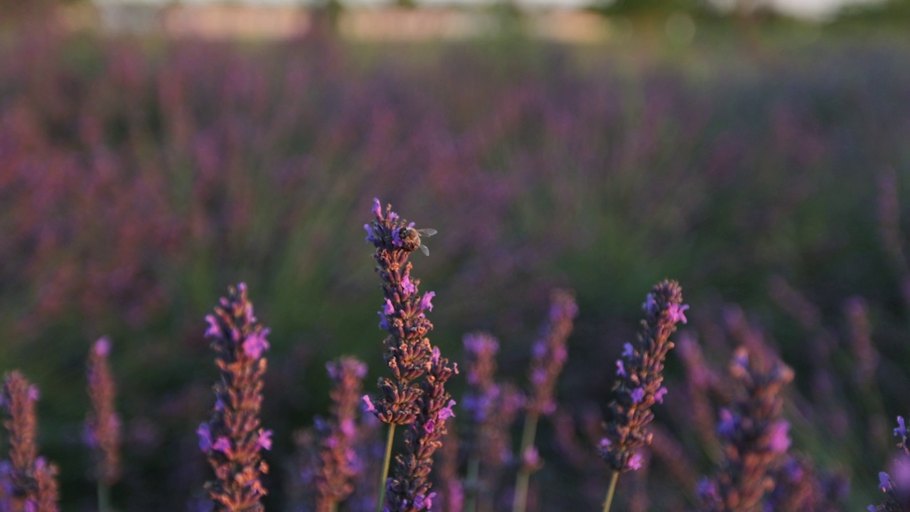 蜜蜂在芬芳的薰衣草花上。蜜蜂在薰衣草田工作的特写。视频素材