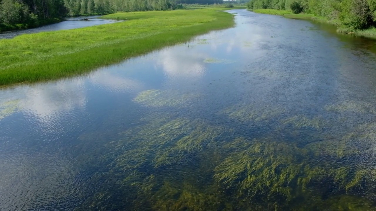 阿尔汉格尔斯克地区的河流和森林在夏季，蓝天下流淌着奥兰，清澈的水中流淌着藻类视频素材