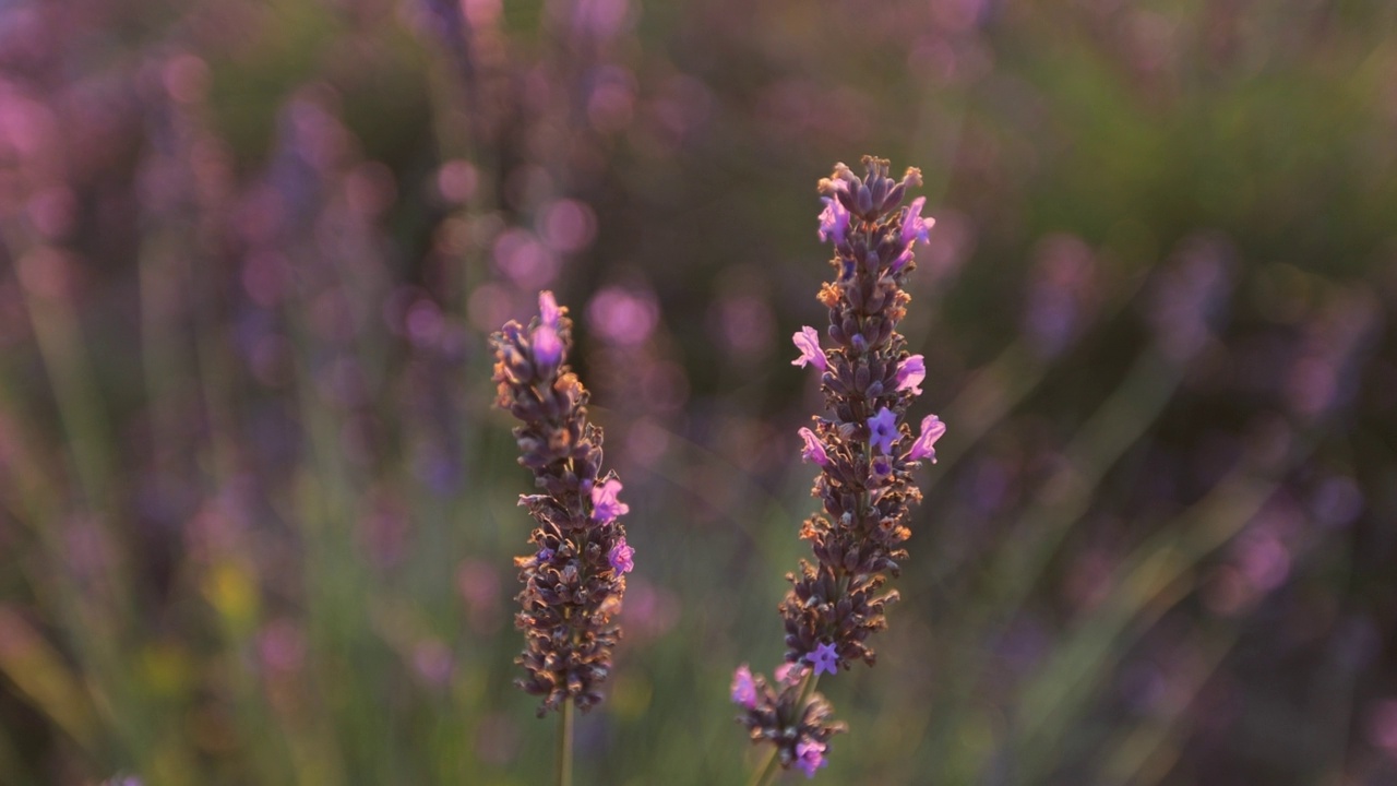 日落时薰衣草在风中摇曳的特写。薰衣草:法国普罗旺斯薰衣草田里的紫色芳香花朵。视频素材