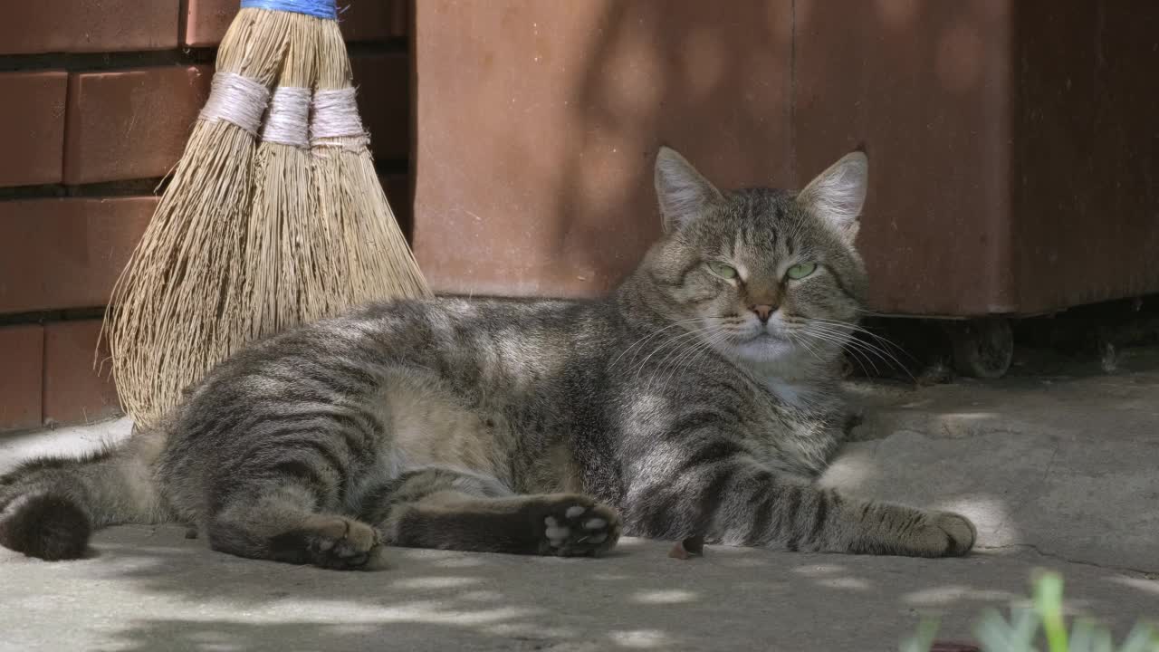 美丽的大条纹猫的肖像视频素材