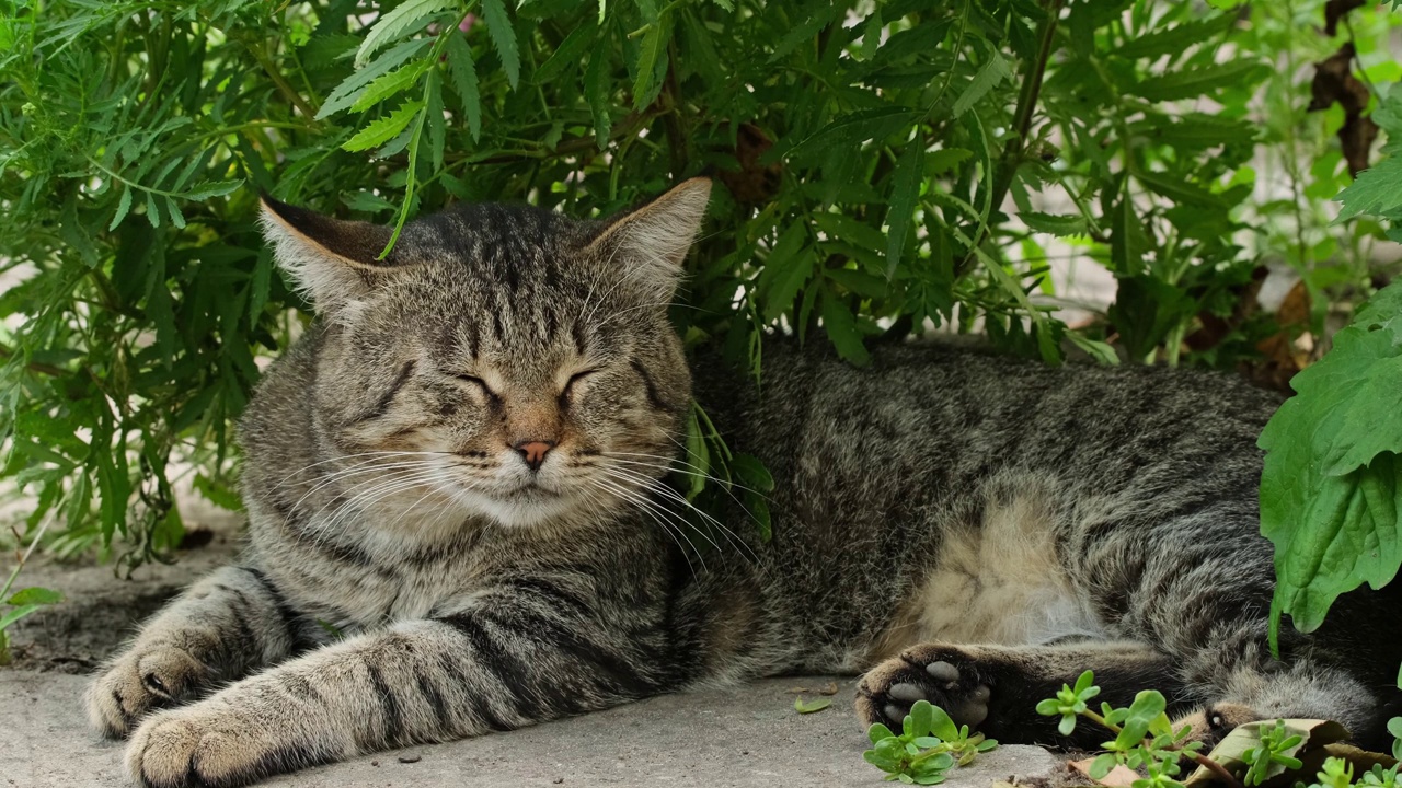 夏天睡在户外的条纹猫。一只疲惫的虎斑猫正在街上休息。大条纹无家可归的猫躺在睡觉放松特写肖像视频素材