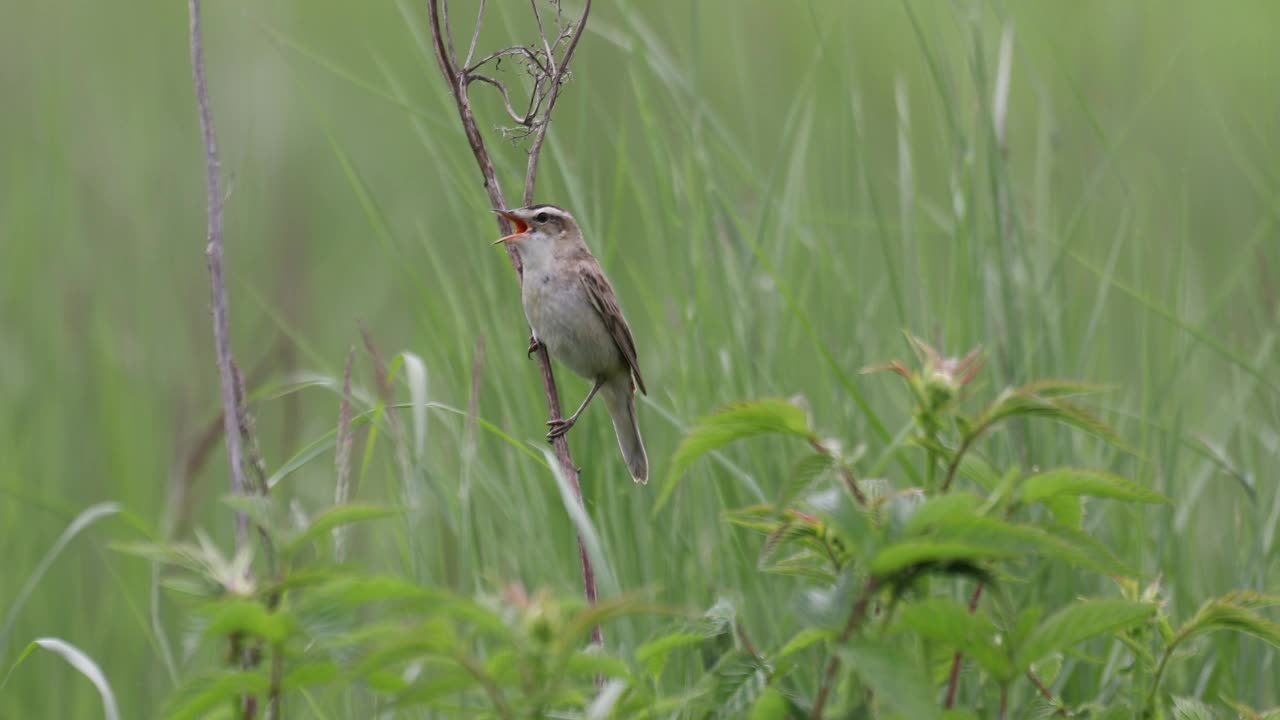 小鸣鸟莎草莺，欧洲野生动物视频素材