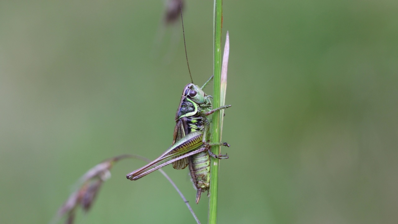 昆虫Roesel s灌木蟋蟀在绿色草叶上的细节视频素材