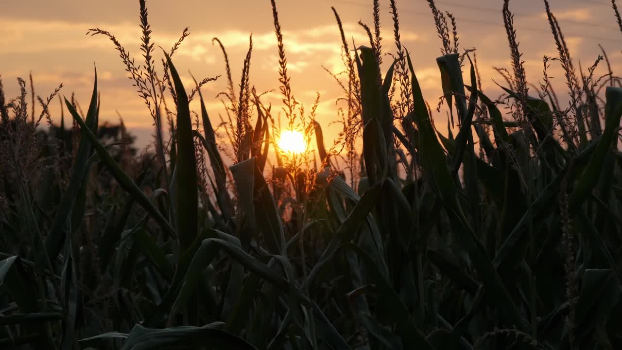 夏天的大玉米地。晚上太阳。4 k视频素材