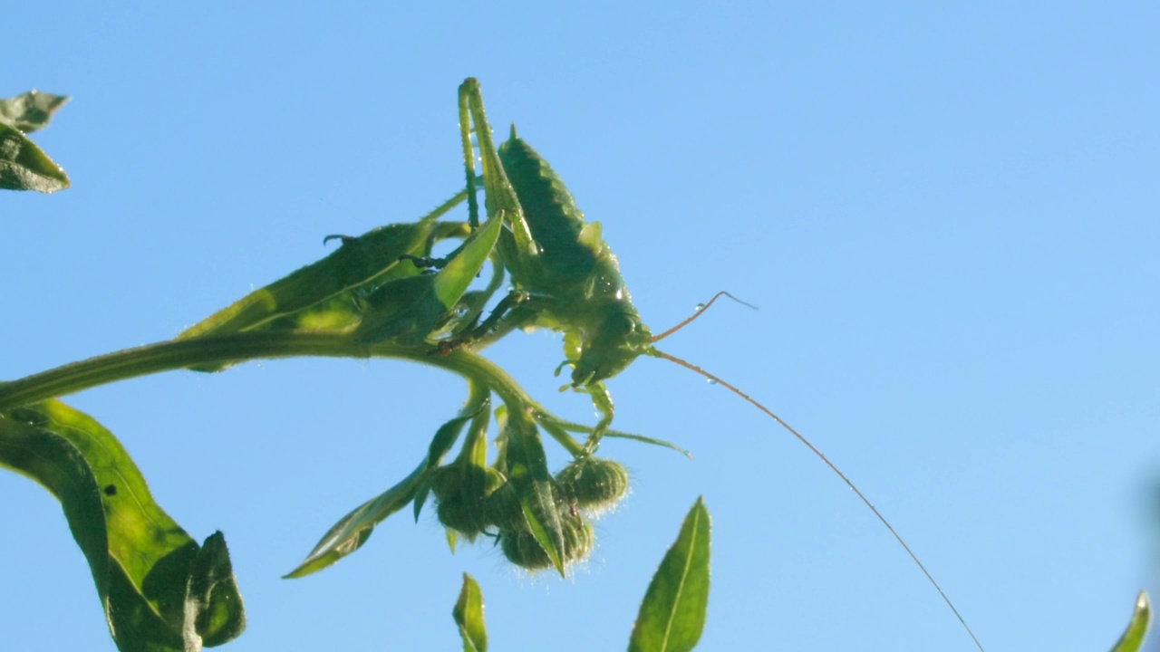 草地上的一只大昆虫。有创造力。明亮的白天，蓝天前，一只巨大的蝗虫坐在一根纤细的绿色树枝上。视频素材