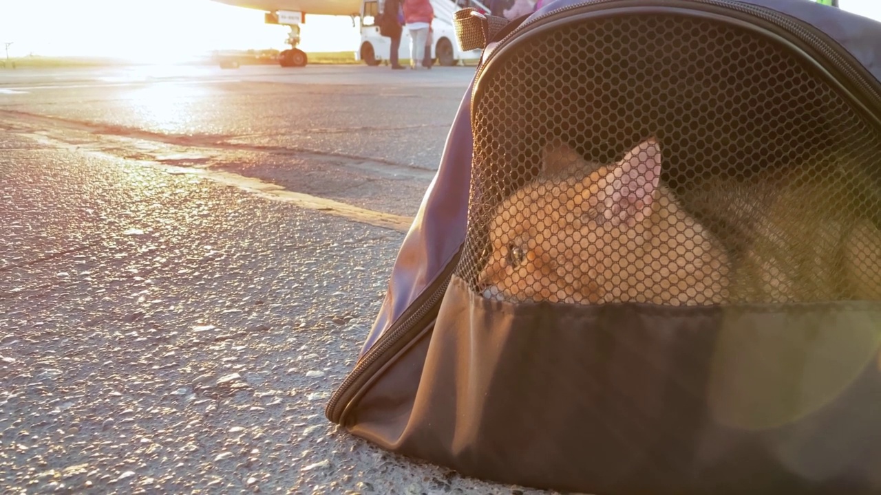 日出时在飞机上背着箱子的猫。Сat承运人在机场。宠物坐在宠物托架上。和宠物一起旅行。小红猫带着旅行袋登上飞机。视频素材