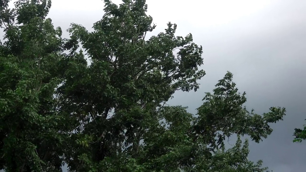 树在狂风暴雨中摇曳视频素材