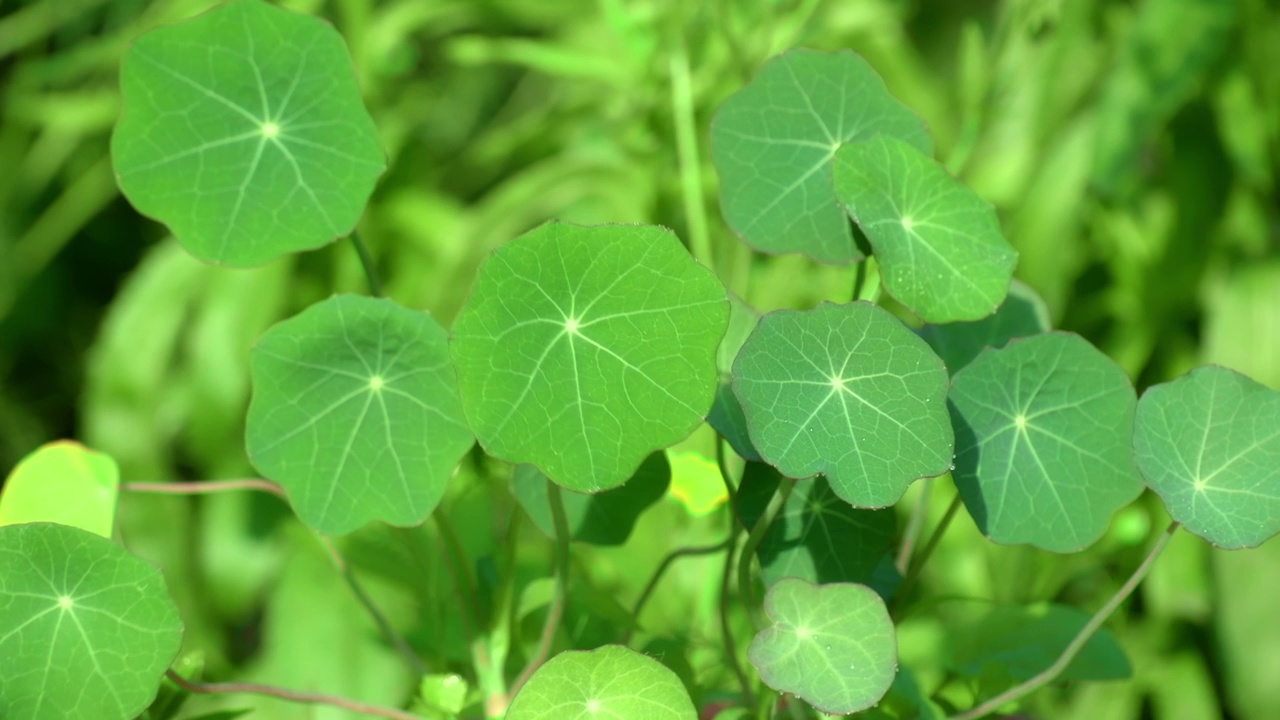 旱金莲的叶子。美丽的对流层树叶在风中摇摆。花园里的罗汉花视频素材