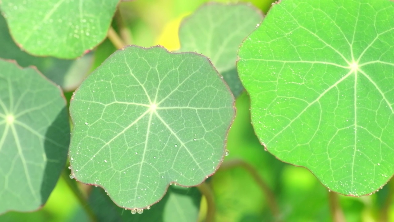 旱金莲的叶子。美丽的对角莲叶子随风摆动。花园里的Tropaeolum majus花视频素材