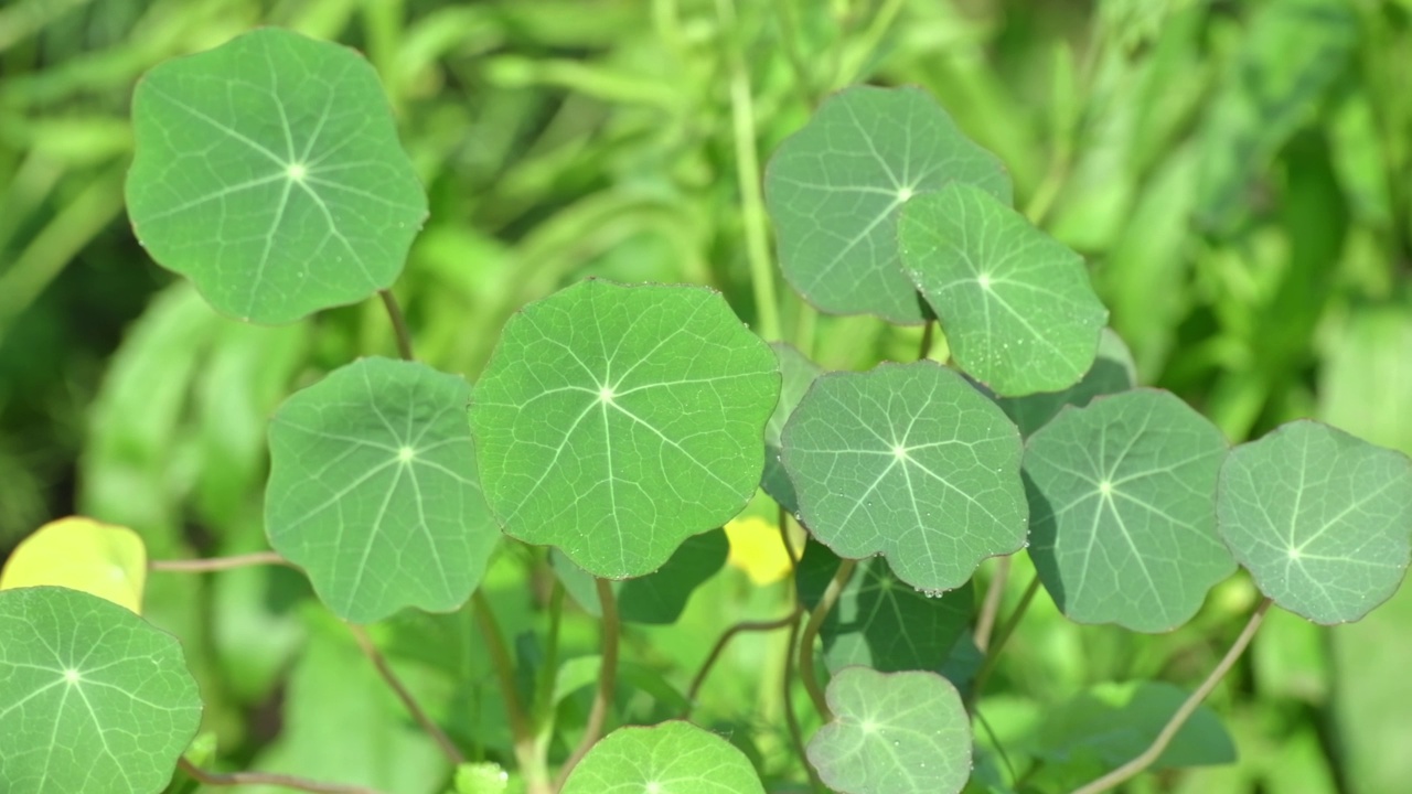 旱金莲的叶子。美丽的对角莲叶子随风摆动。花园里的Tropaeolum majus花视频素材