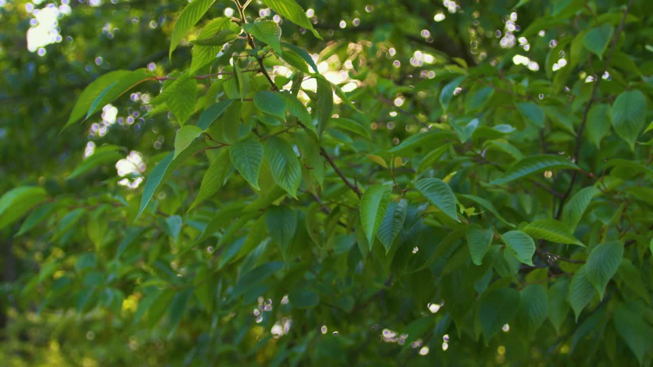 绿色的树叶视频素材