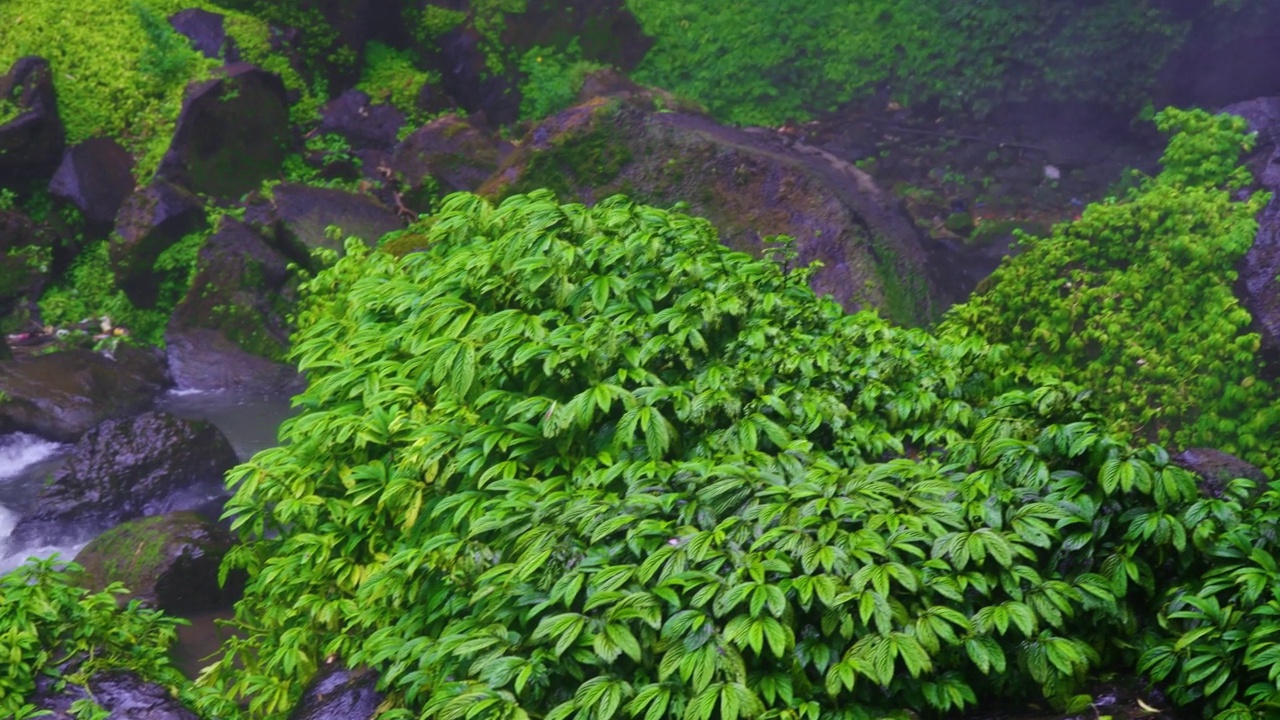 一个大瀑布在大自然的森林景色中不断地快速流动视频素材