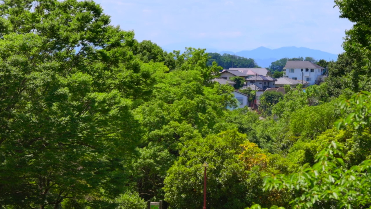 明亮的绿色树木和居民区视频素材