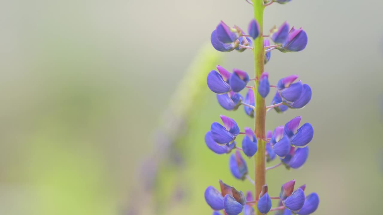 Lupinus polyphyllus。公园里的紫色lupinus花。夏天的季节。关闭了。视频素材