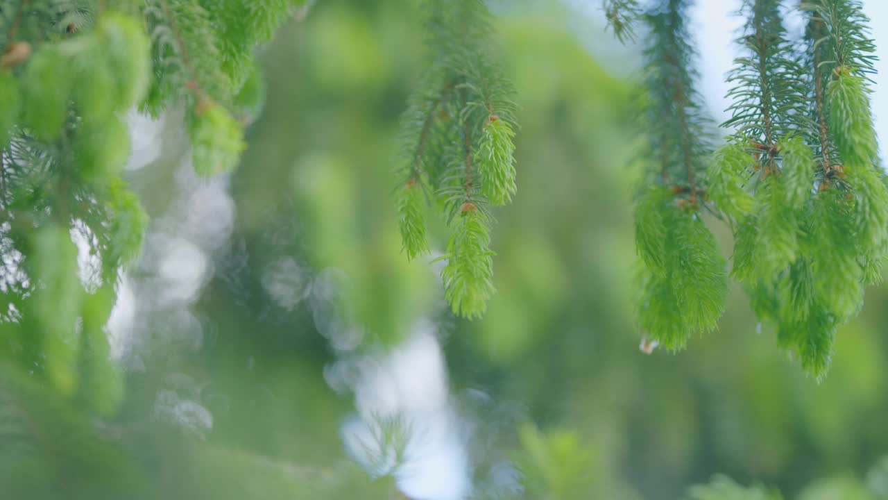 年轻的云杉针叶大的背景。年轻新鲜的云杉树枝和针叶。缓慢的运动。视频素材