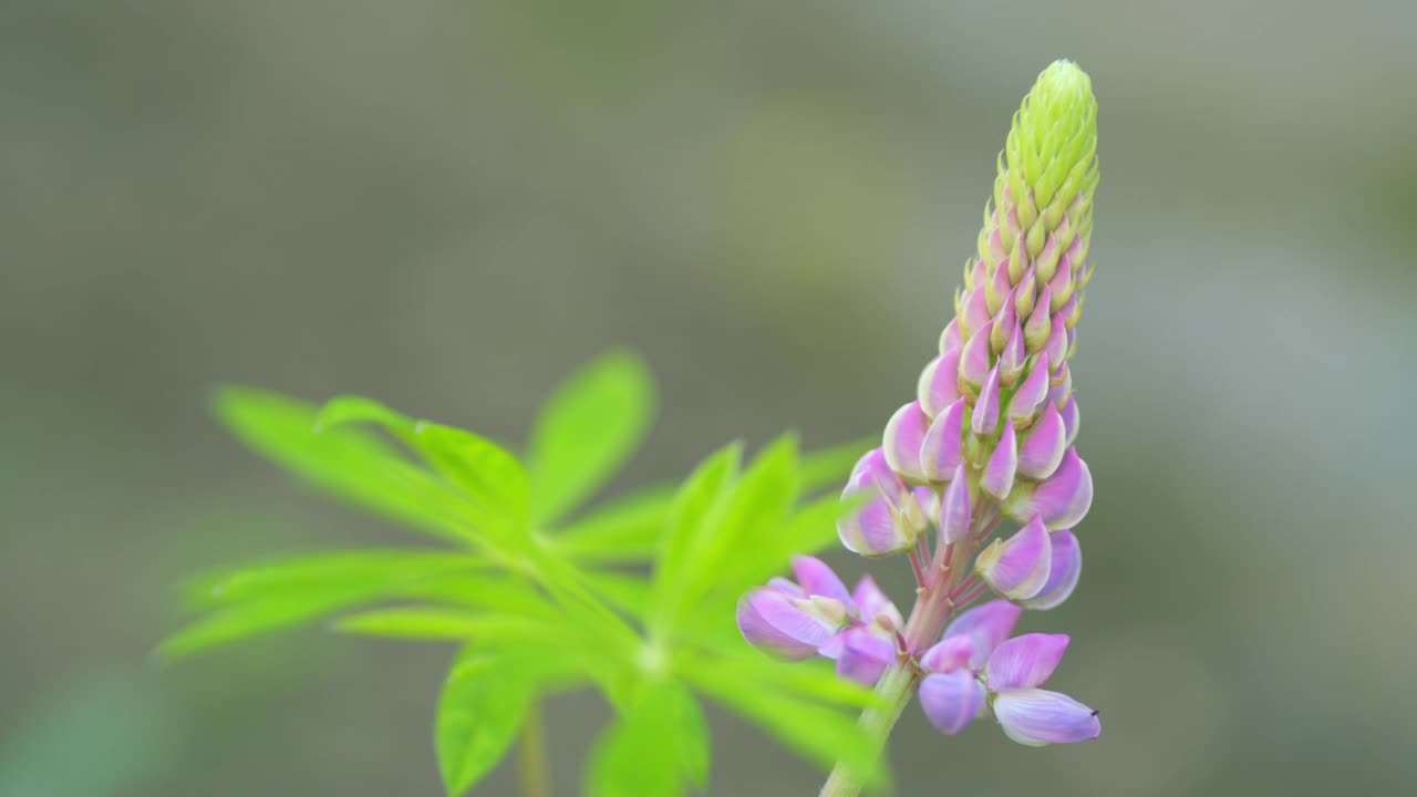 野花。羽扇豆或羽扇豆或羽扇豆，有粉红色，紫色和蓝色的花。关闭了。视频素材