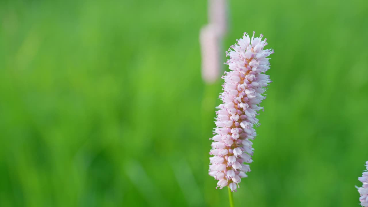 Serpentory也常见的bistort，在德语schlangen-knoterich也natterwurz, bistorta officinalis delarb也persicaria bistorta。欧洲。关闭了。视频素材