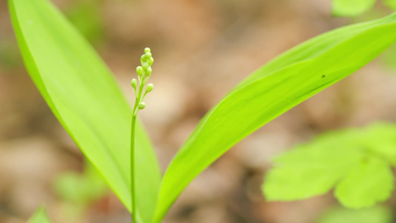 五月的春天开着几朵白色的小花。芬兰国花。关闭了。视频素材