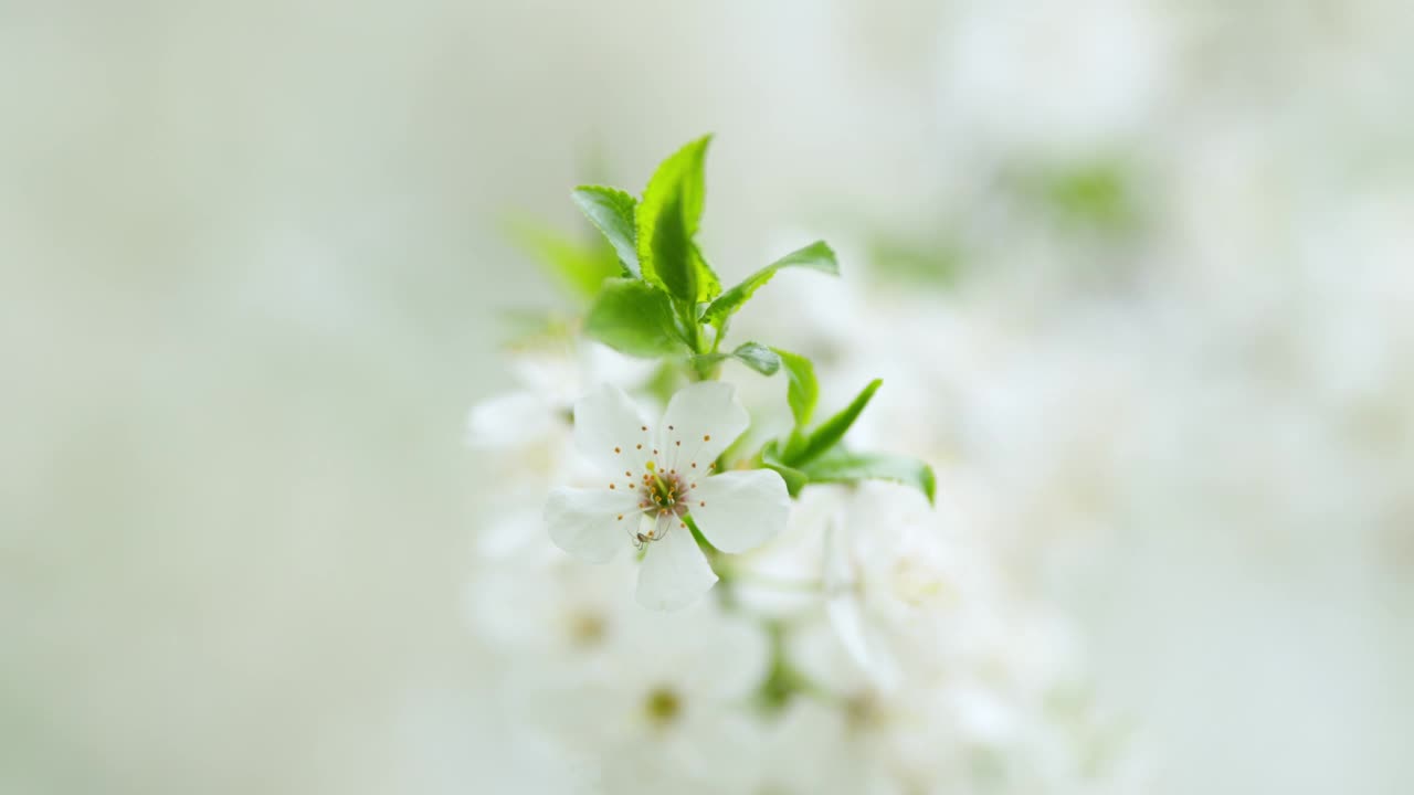 随风摇曳的樱花。缓慢的运动。视频素材