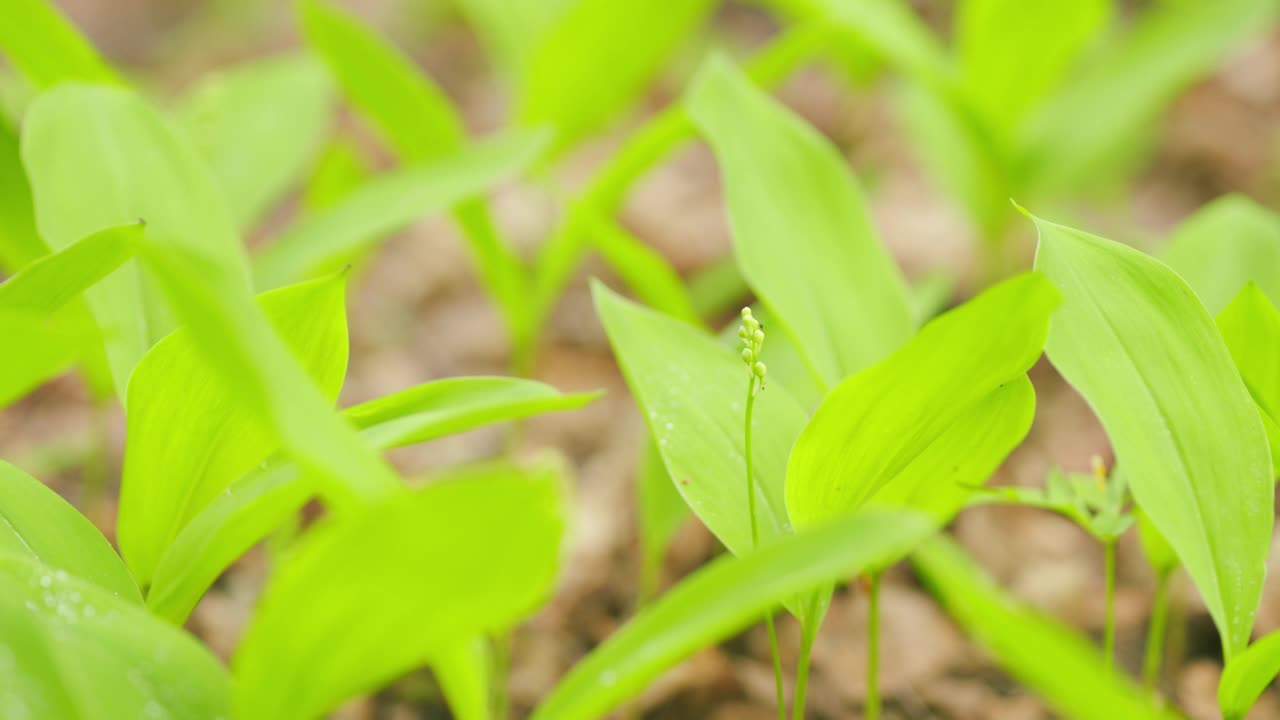 春天的绿草。森林里长着嫩芽的铃兰。自然纹理。关闭了。视频素材