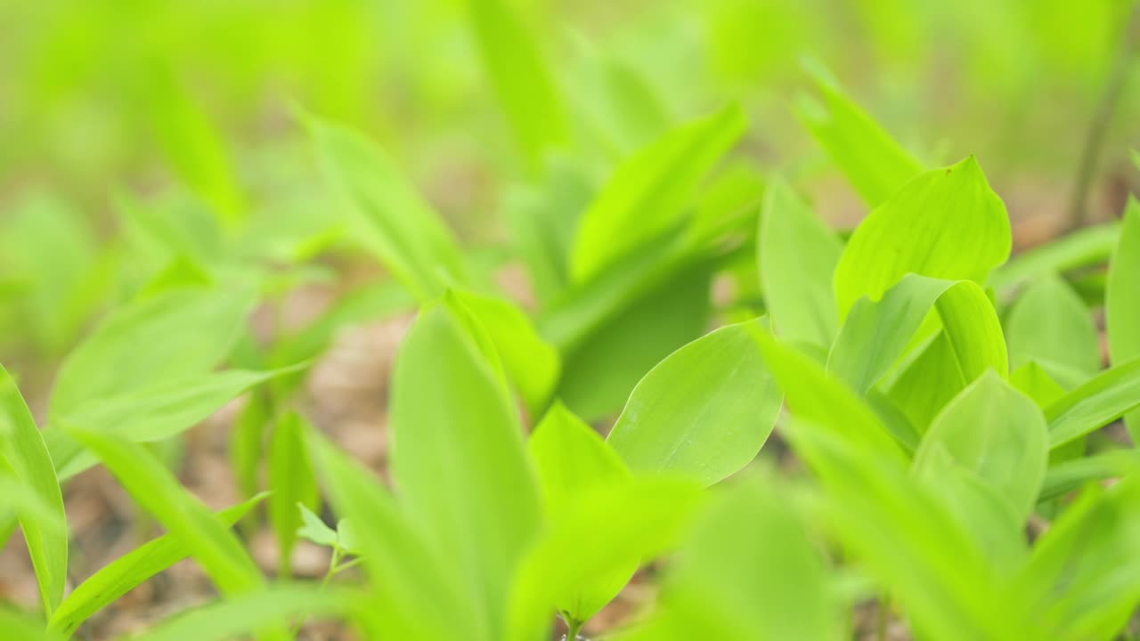 春天在欧洲。铃兰花蕾在早春森林的绿叶之间。关闭了。视频素材