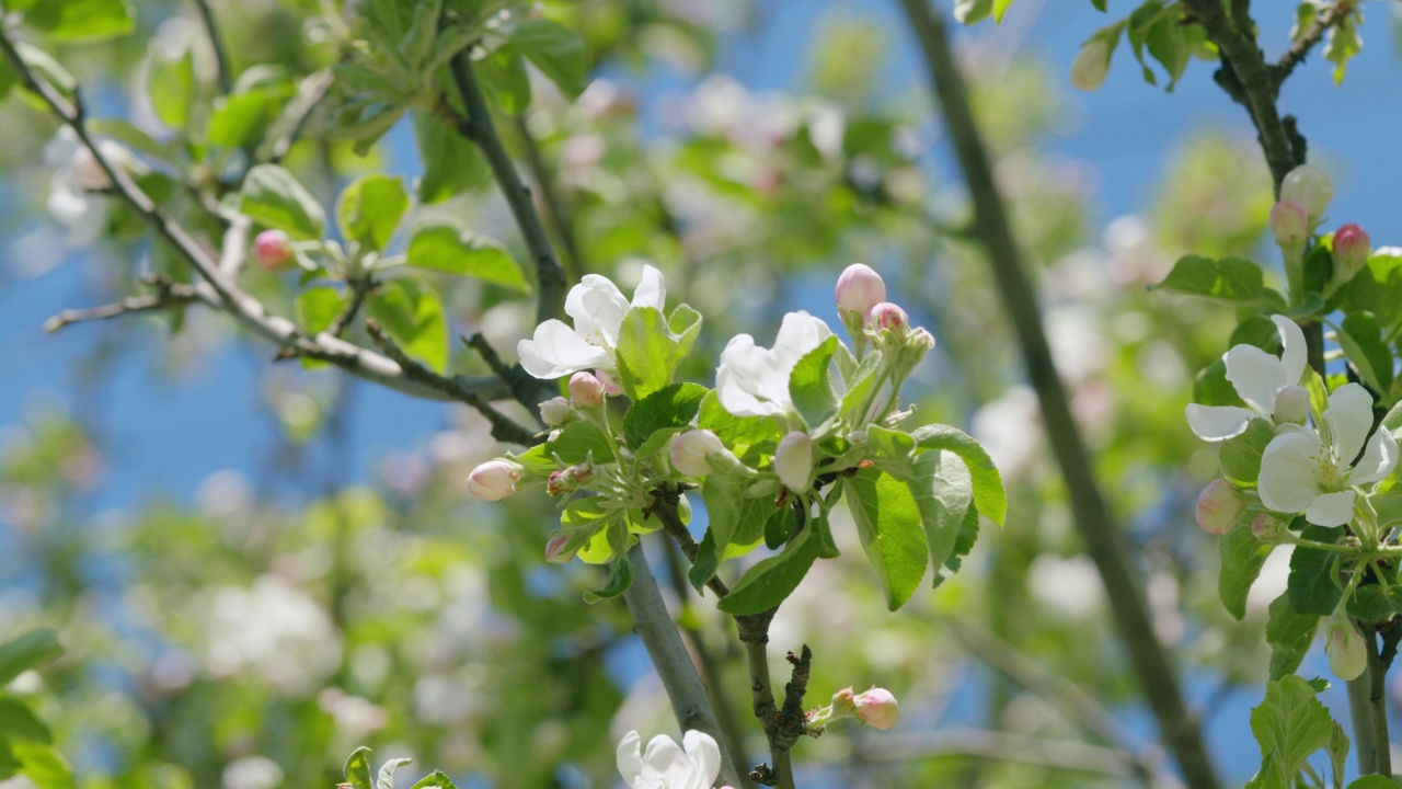 早春，苹果树开花，背景是苹果园。苹果园，树上开着白色和粉红色的花。视频素材