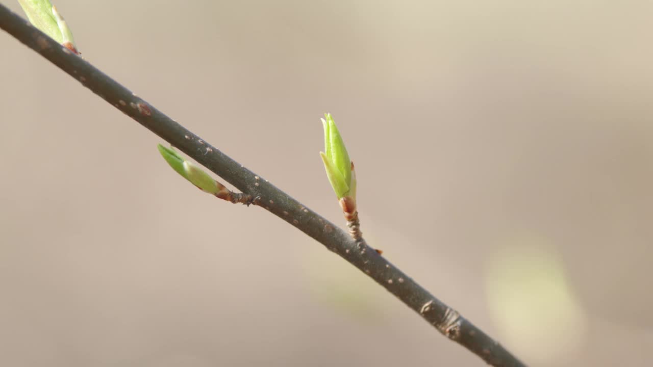 春天的时间。春天发芽的白桦幼枝。大自然在春天绽放。缓慢的运动。视频素材