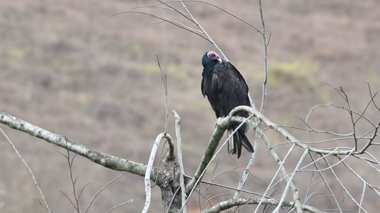 土耳其秃鹫(Cathartes aura)、干树枝、食肉食腐秃鹫等或狩猎。秃头的红色猛禽。捕食者，像狮鹫一样以腐肉为食。视频素材