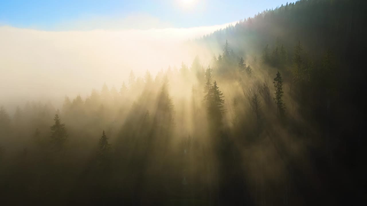 在明亮的日落时，雾蒙蒙的傍晚在深色松树林上空的鸟瞰图。黄昏时野生山林的神奇景色视频素材