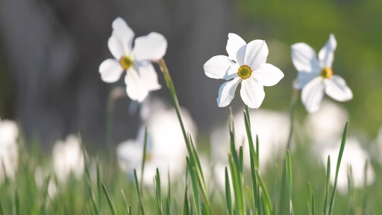 白嫩的水仙花在春天阳光明媚的花园里绽放视频素材