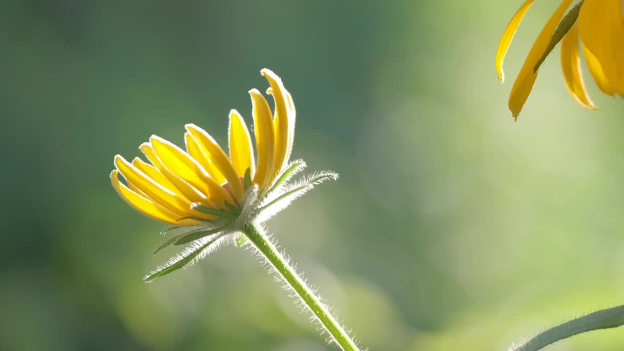 黄色阳光下的洋甘菊花盛开在夏天的花坛在绿色阳光明媚的花园视频素材