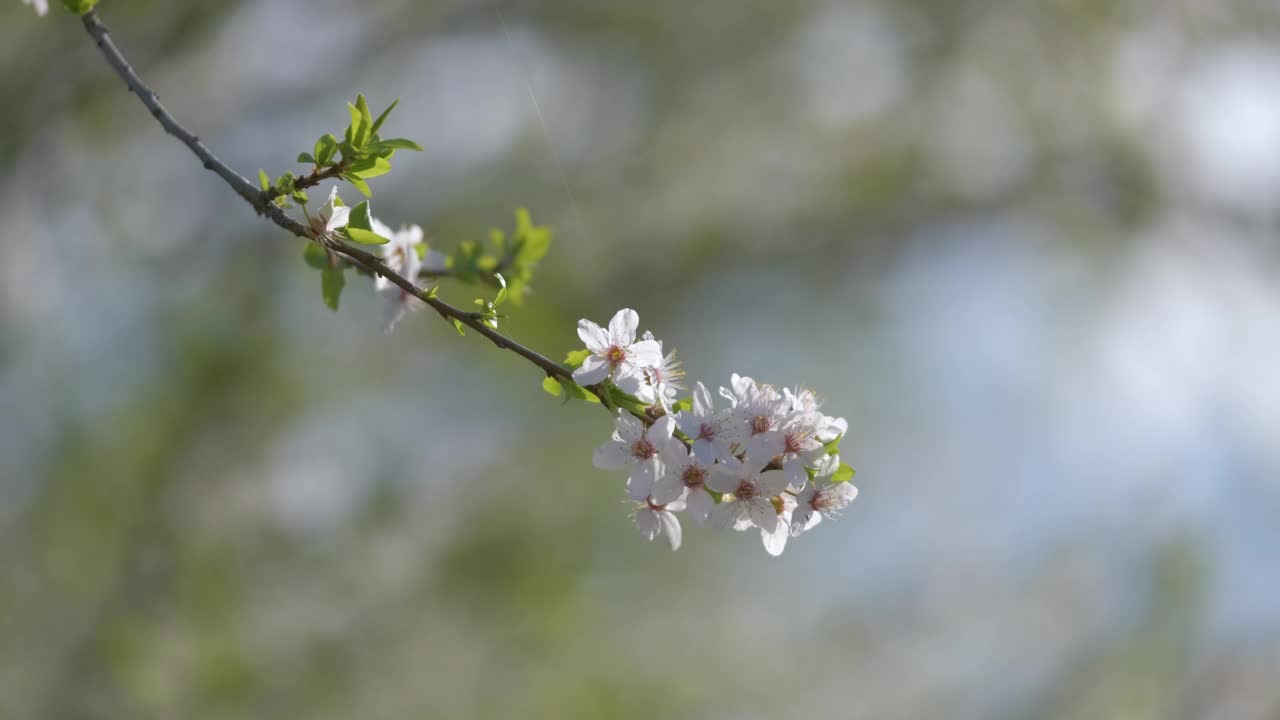 早春，樱桃树的枝头开着白色的花视频素材