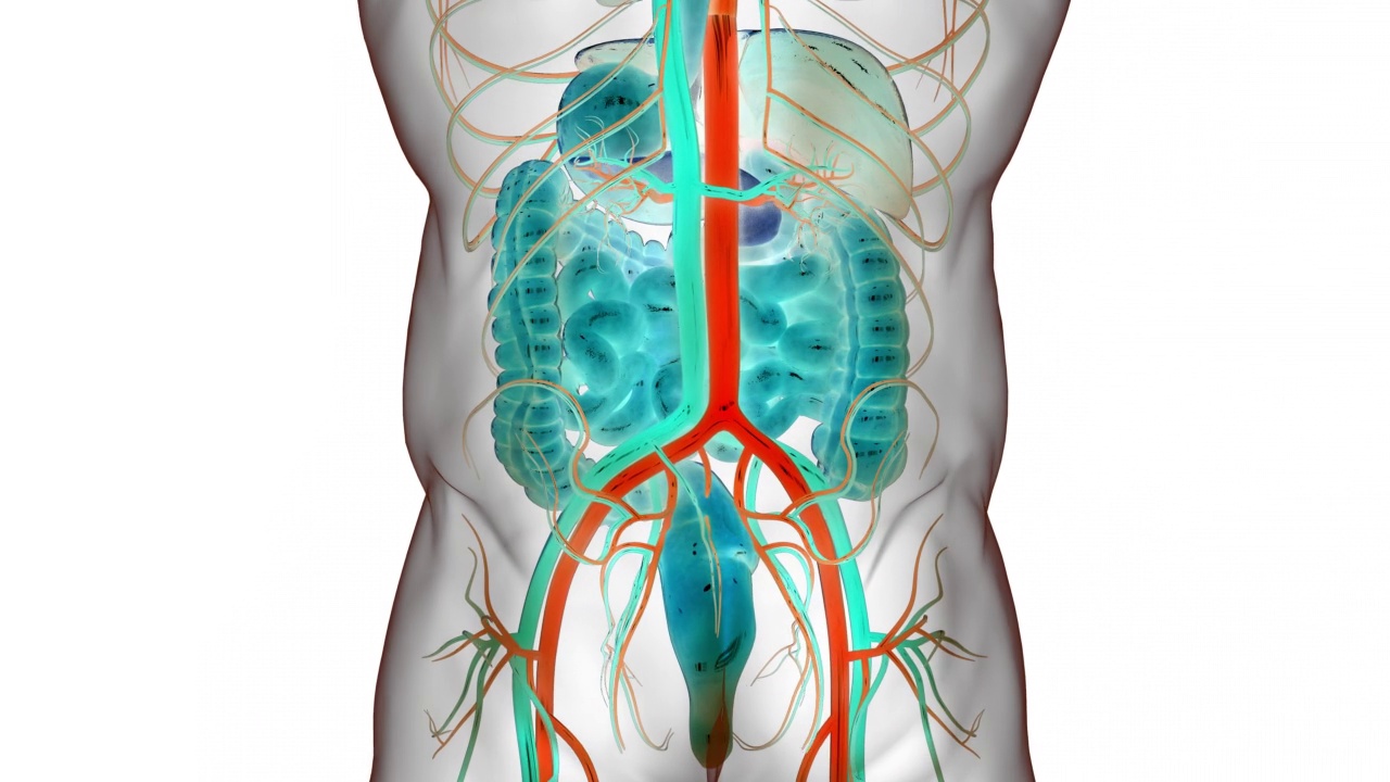 人体消化系统解剖动画概念视频素材