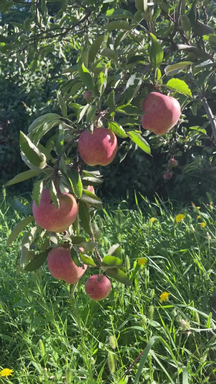 美丽的苹果园。视频素材