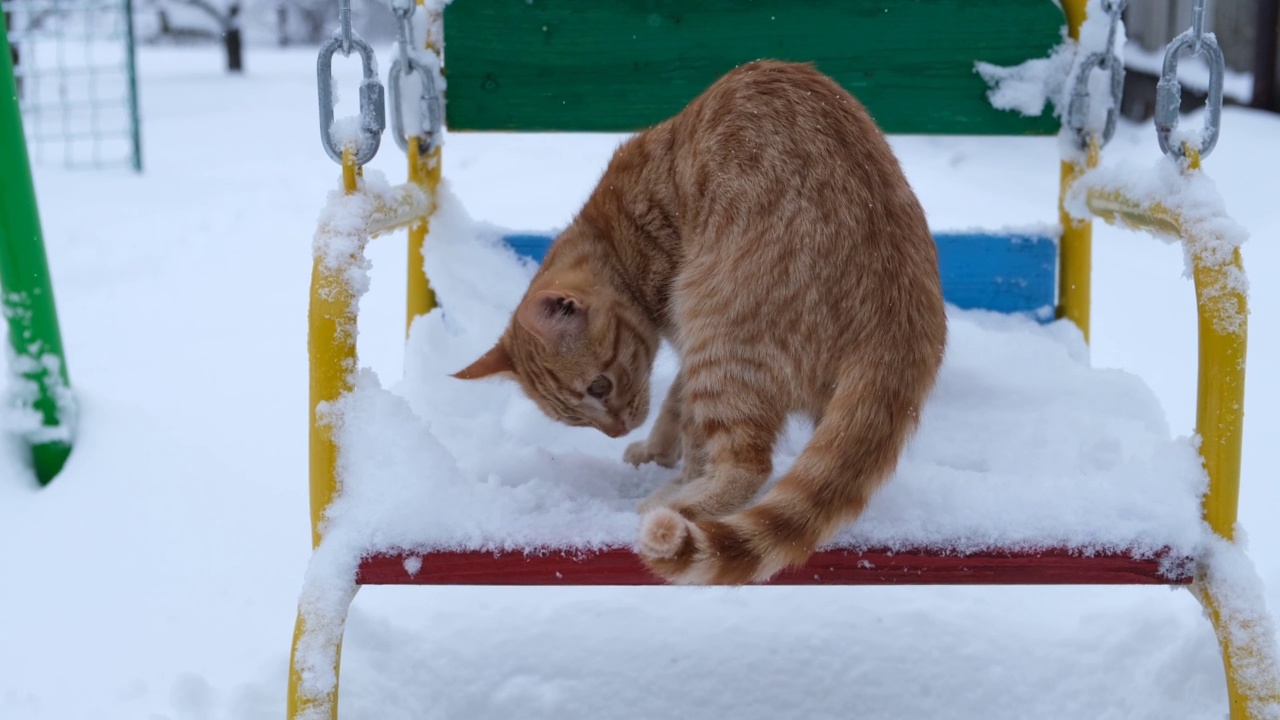 红雪猫视频素材