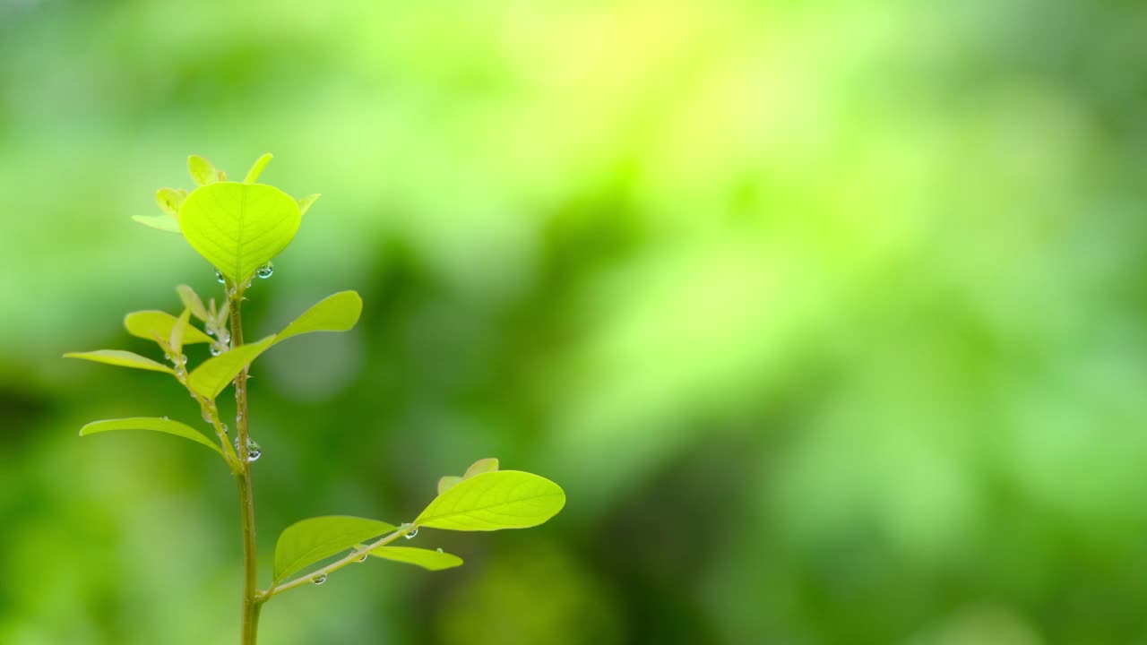 美丽的自然背景。在模糊的背景下离开。放松的概念视频下载