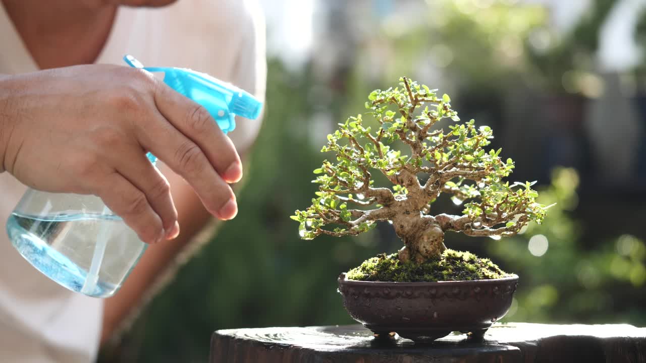 男子浇灌盆景树喷洒水盆景植物在早晨阳光自然家居花园背景，慢动作。盆景，园艺，树，植物，浇水，生长，绿色的概念视频素材