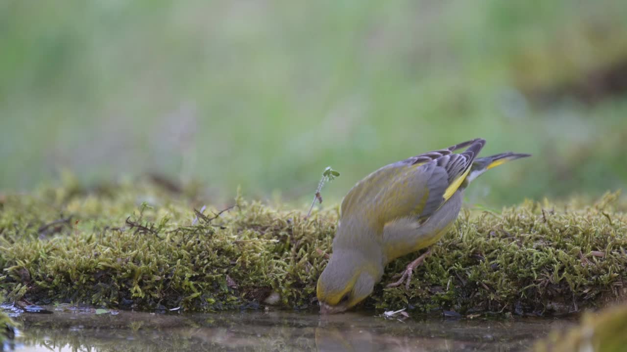 欧洲绿翅雀Carduelis chloris，雄性绿翅雀喝了水就飞走了视频素材